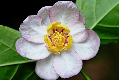 Sinocalycanthus chinensis - sazaník čínský - květ - detail